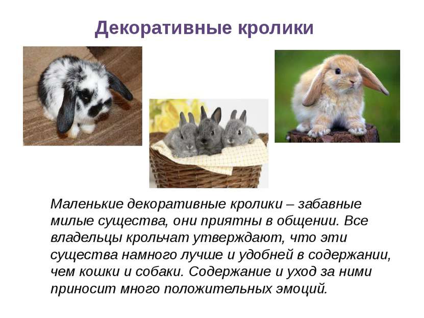 Декоративные кролики Маленькие декоративные кролики – забавные милые существа...