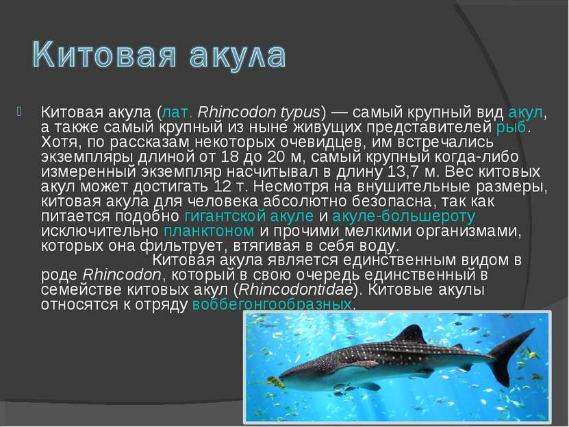 Китовая акула (лат. Rhincodon typus) — самый крупный вид акул, а также самый ...