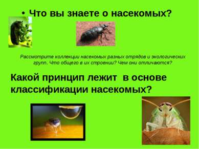 Что вы знаете о насекомых? Какой принцип лежит в основе классификации насеком...