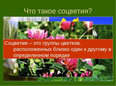 Что такое соцветия? Соцветия – это группы цветков, расположенных близко один ...