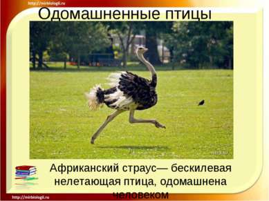 Одомашненные птицы Африканский страус— бескилевая нелетающая птица, одомашнен...