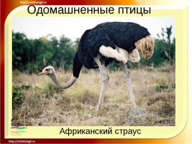 Одомашненные птицы Африканский страус