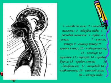 1- головной мозг; 2 - носовая полость; 3 - твердое нёбо; 4 - ротовая полость;...