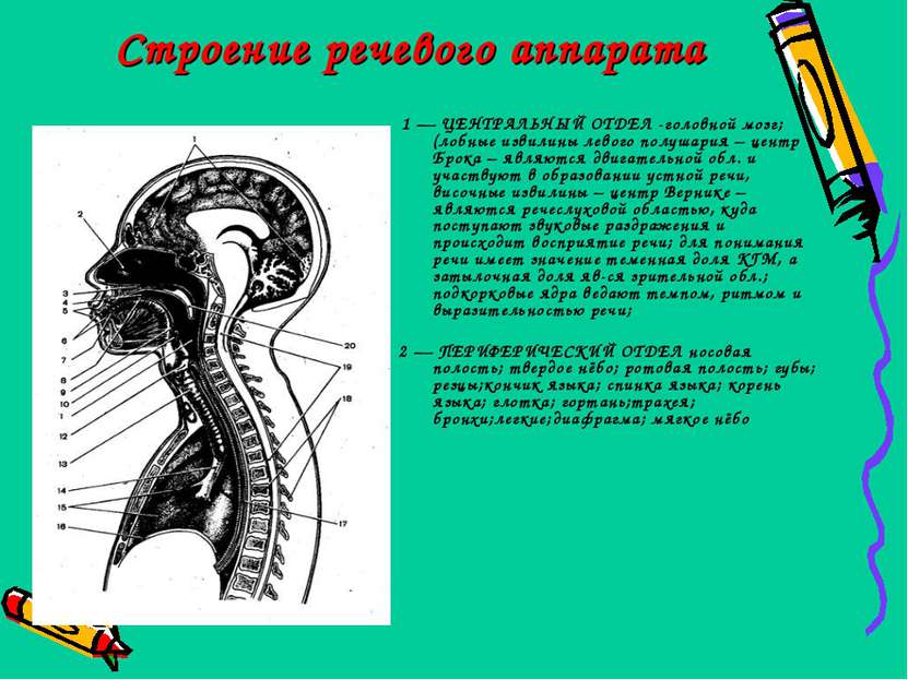 Строение речевого аппарата 1 — ЦЕНТРАЛЬНЫЙ ОТДЕЛ -головной мозг;(лобные извил...