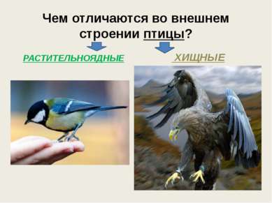 Чем отличаются во внешнем строении птицы? РАСТИТЕЛЬНОЯДНЫЕ ХИЩНЫЕ