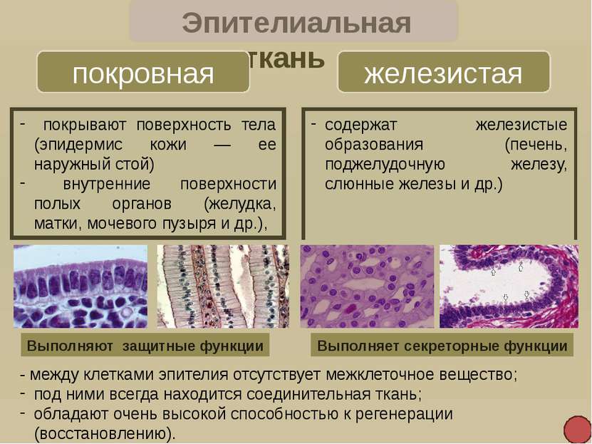 Нервная ткань Нейроны нервные клетки 1. Тело 2. Дендриты 3. Аксон 4. Нервные ...