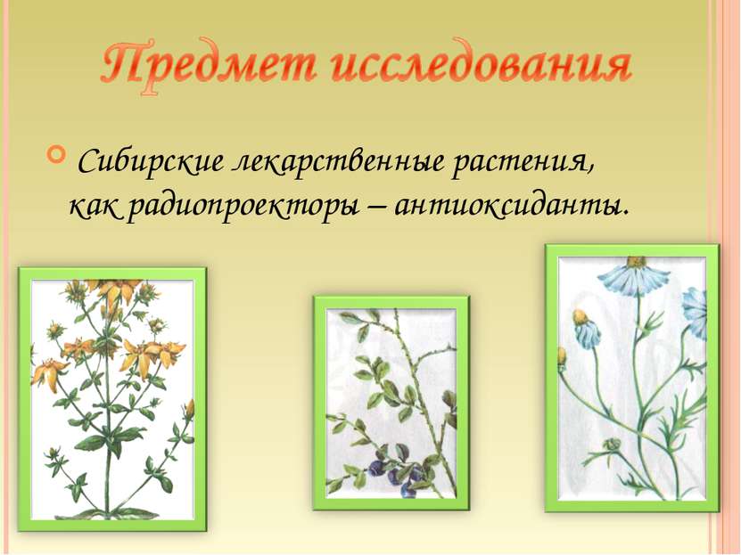 Сибирские лекарственные растения, как радиопроекторы – антиоксиданты.