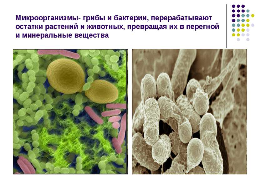 Микроорганизмы- грибы и бактерии, перерабатывают остатки растений и животных,...