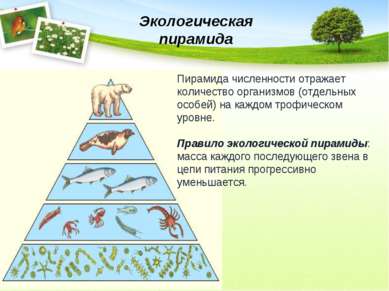 Экологическая пирамида Пирамида численности отражает количество организмов (о...