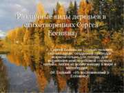 Различные виды деревьев в стихотворениях Сергея Есенина