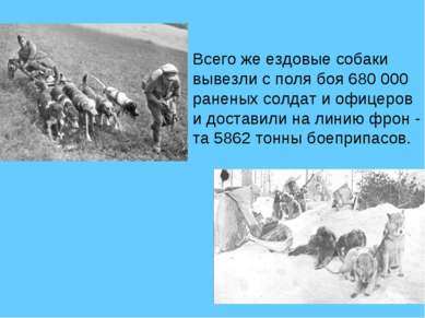 Всего же ездовые собаки вывезли с поля боя 680 000 раненых солдат и офицеров ...