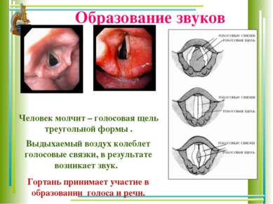 Образование звуков Человек молчит – голосовая щель треугольной формы . Выдыха...