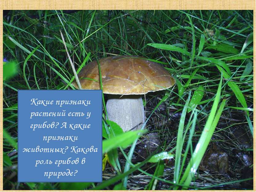 Какие признаки растений есть у грибов? А какие признаки животных? Какова роль...