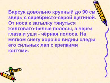 Барсук довольно крупный до 90 см зверь с серебристо-серой щетиной. От носа к ...