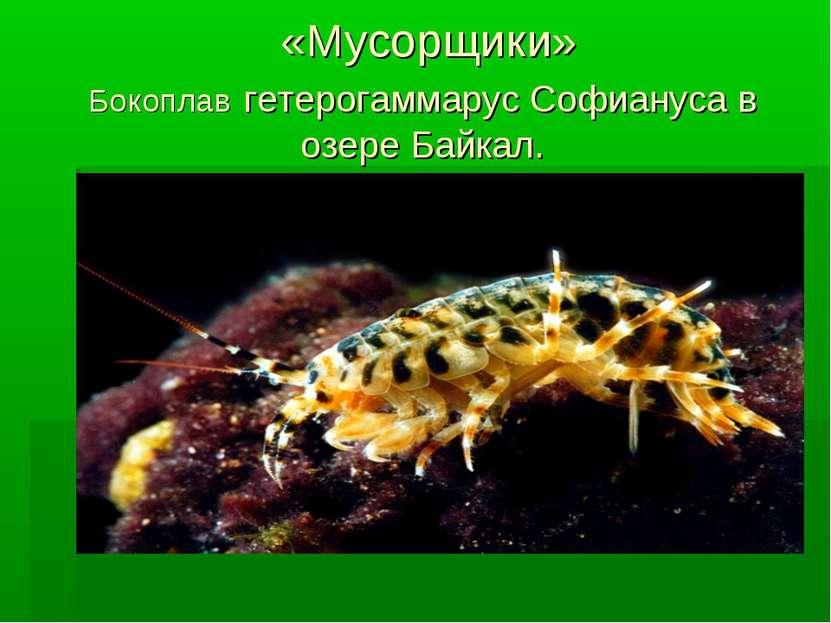 «Мусорщики» Бокоплав гетерогаммарус Софиануса в озере Байкал.
