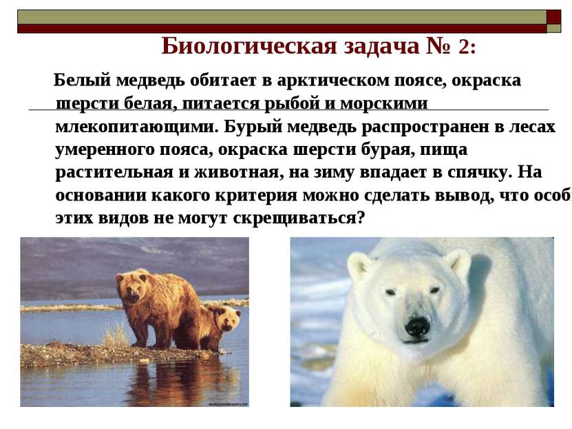 Биологическая задача № 2: Белый медведь обитает в арктическом поясе, окраска ...