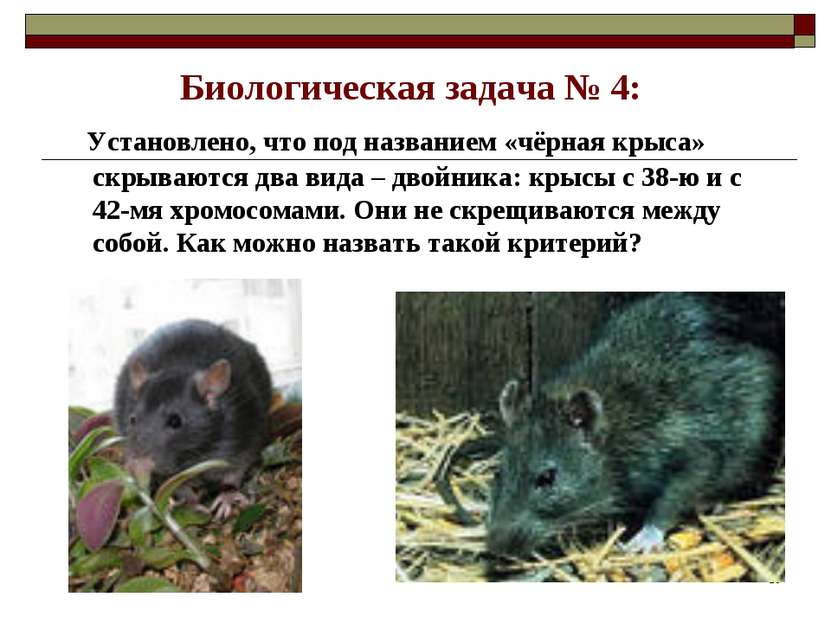 Биологическая задача № 4: Установлено, что под названием «чёрная крыса» скрыв...