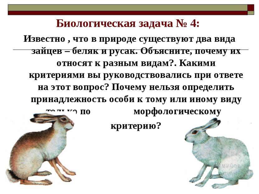 Биологическая задача № 4: Известно , что в природе существуют два вида зайцев...