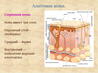 Анатомия кожи. Строение кожи. Кожа имеет три слоя. Наружный слой – эпидермис ...