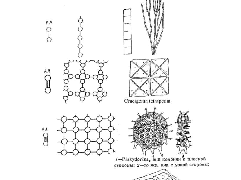 Гистионы и их полимеры (клеточные решетки) различной размерности