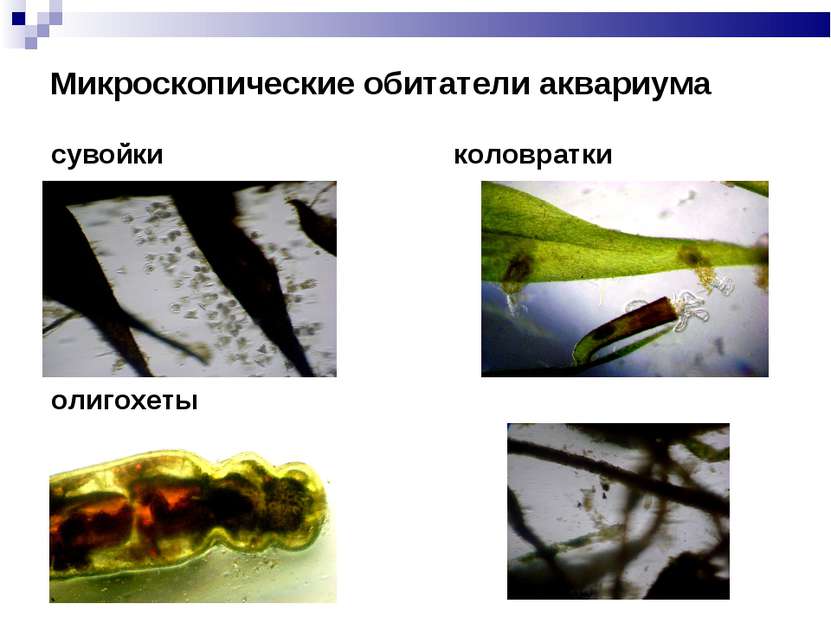 Микроскопические обитатели аквариума сувойки коловратки олигохеты