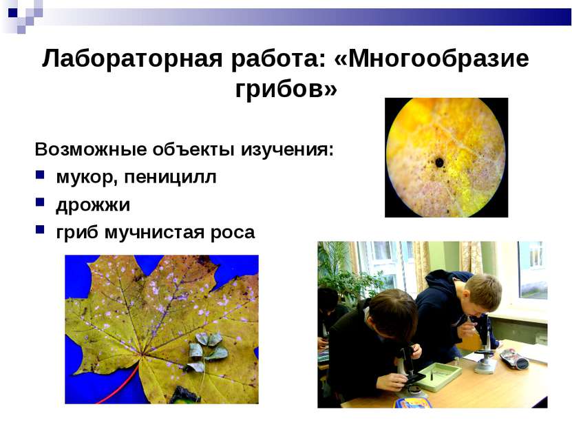 Лабораторная работа: «Многообразие грибов» Возможные объекты изучения: мукор,...