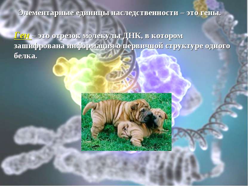 Элементарные единицы наследственности – это гены. Ген – это отрезок молекулы ...