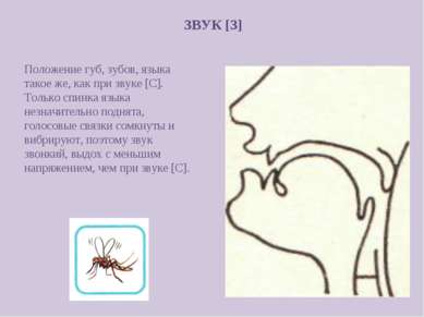 ЗВУК [З] Положение губ, зубов, языка такое же, как при звуке [С]. Только спин...