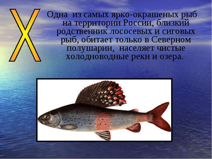 Одна из самых ярко-окрашеных рыб на территории России, близкий родственник ло...