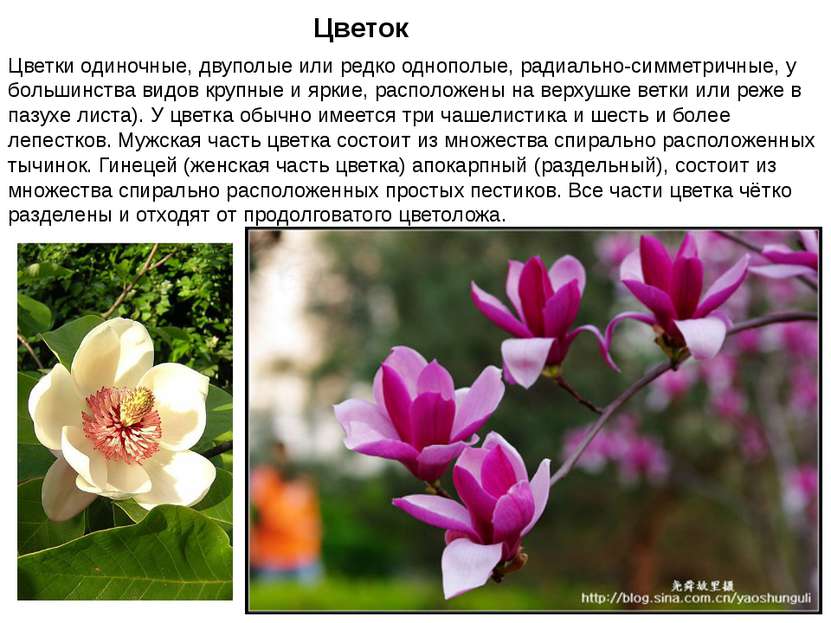 Цветок Цветки одиночные, двуполые или редко однополые, радиально-симметричные...