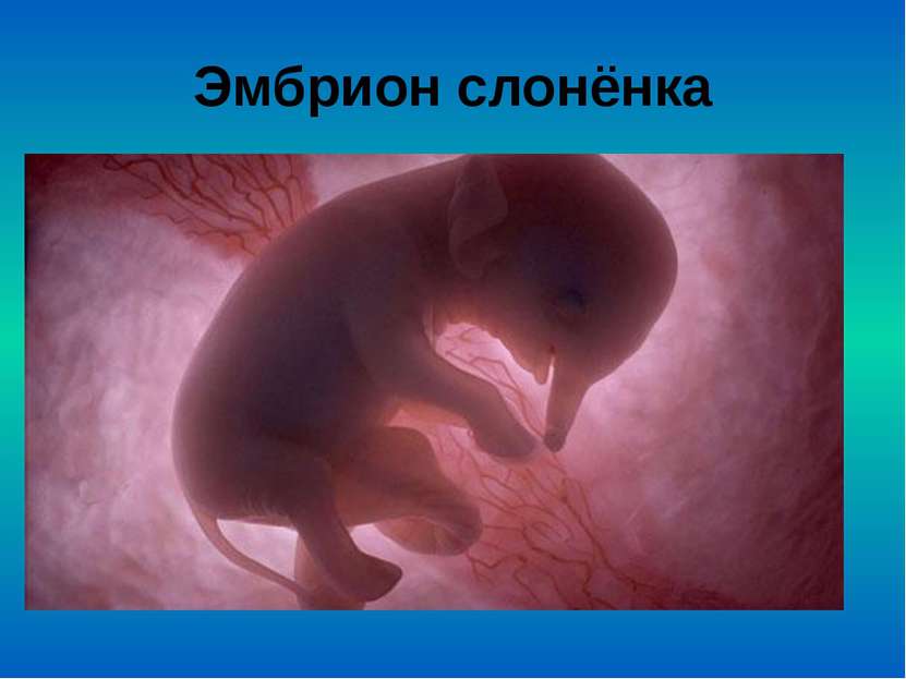 Эмбрион слонёнка