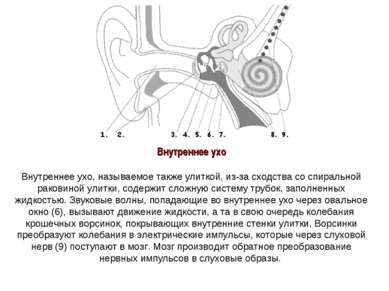 Внутреннее ухо Внутреннее ухо, называемое также улиткой, из-за сходства со сп...