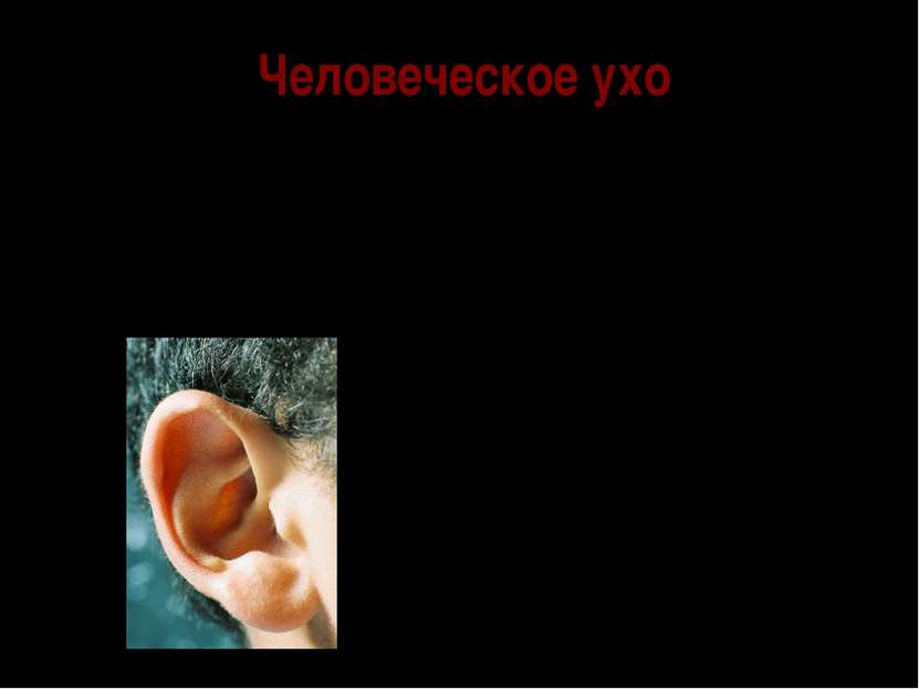 Человеческое ухо Человеческое ухо имеет сложное устройство. Функционально ухо...