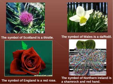 The symbol of Scotland is a thistle. The symbol of Wales is a daffodil. The s...