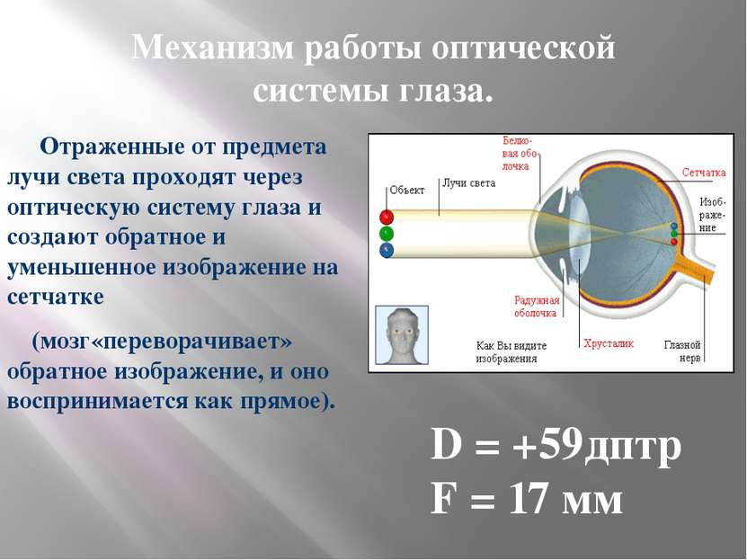 Механизм работы оптической системы глаза. Отраженные от предмета лучи света п...