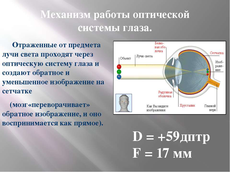 Через что может пройти свет. Механизм работы глаза. Оптическая система глаза. Как свет проходит через оптическую систему глаза. Лучи проходящие через оптическую систему глаза.