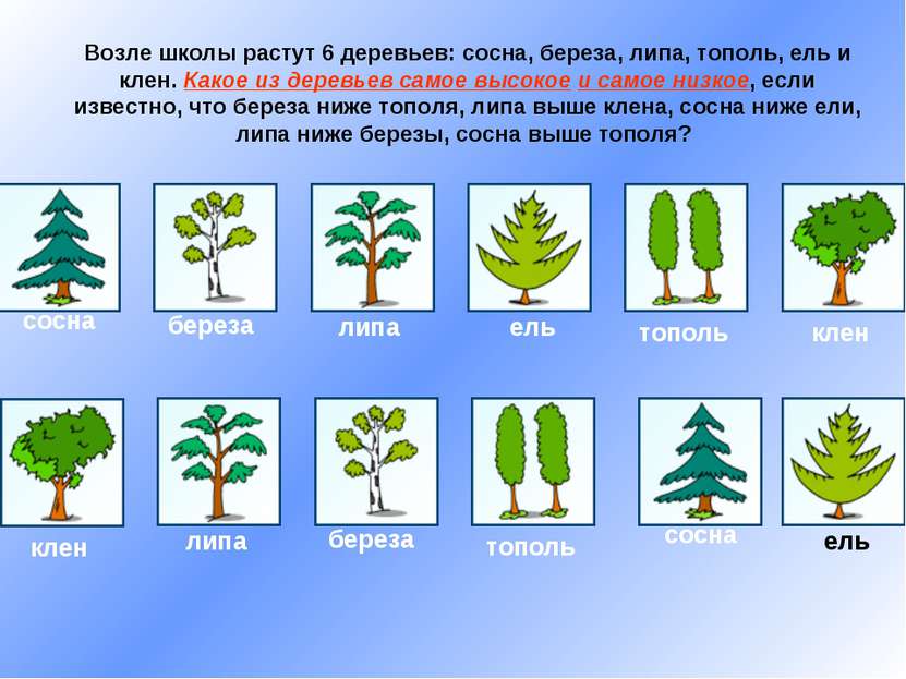 Возле школы растут 6 деревьев: сосна, береза, липа, тополь, ель и клен. Какое...