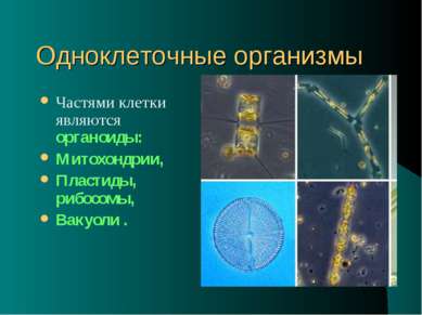 Одноклеточные организмы Частями клетки являются органоиды: Митохондрии, Пласт...