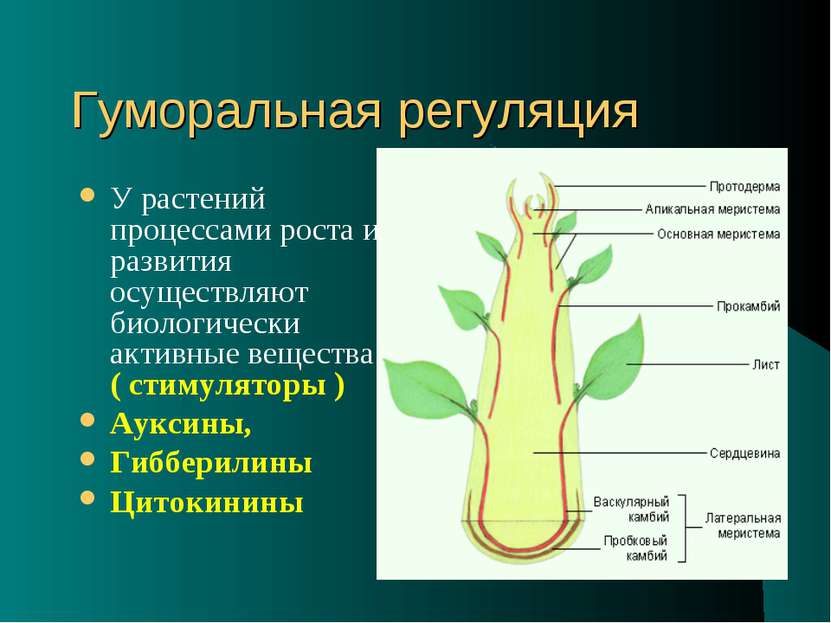 Гуморальная регуляция У растений процессами роста и развития осуществляют био...
