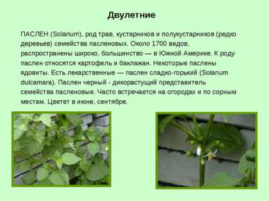 ПАСЛЕН (Solanum), род трав, кустарников и полукустарников (редко деревьев) се...