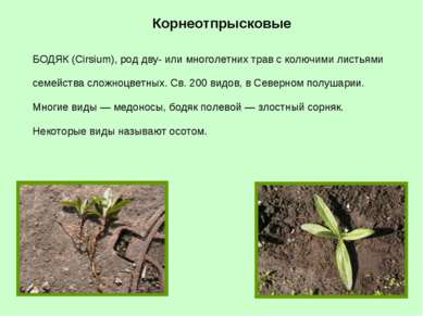 БОДЯК (Cirsium), род дву- или многолетних трав с колючими листьями семейства ...