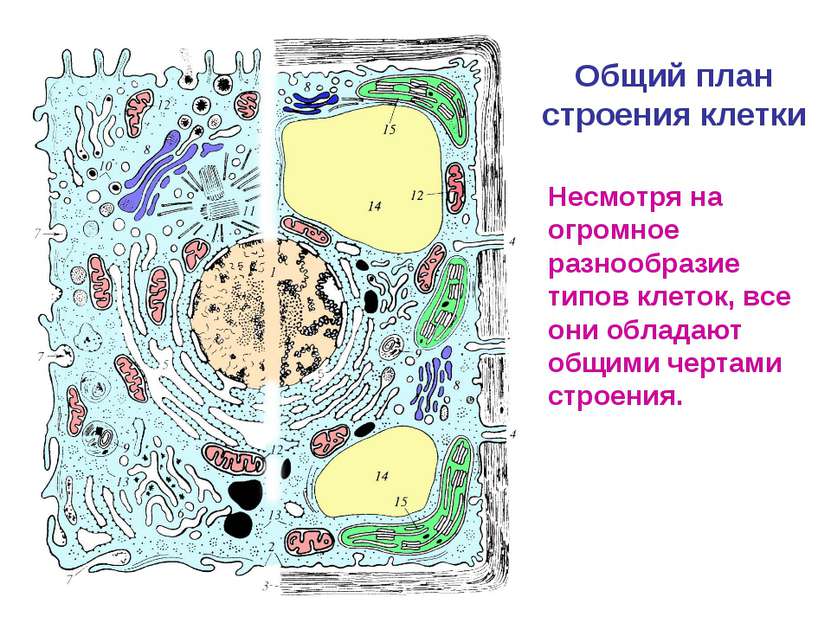 Общий план строения клетки Несмотря на огромное разнообразие типов клеток, вс...