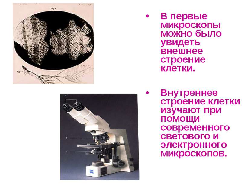 В первые микроскопы можно было увидеть внешнее строение клетки. Внутреннее ст...
