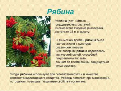 Рябина Ряби на (лат. Sórbus) — род древесных растений из семейства Розовые (R...