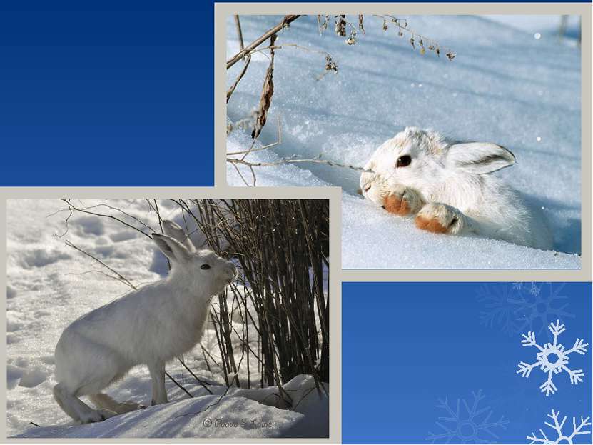 Изменения животных зимой 5 класс биология. Зимующие животные для детей. Жизнь животных зимой. Как зимуют звери. Звери зимой презентация для дошкольников.