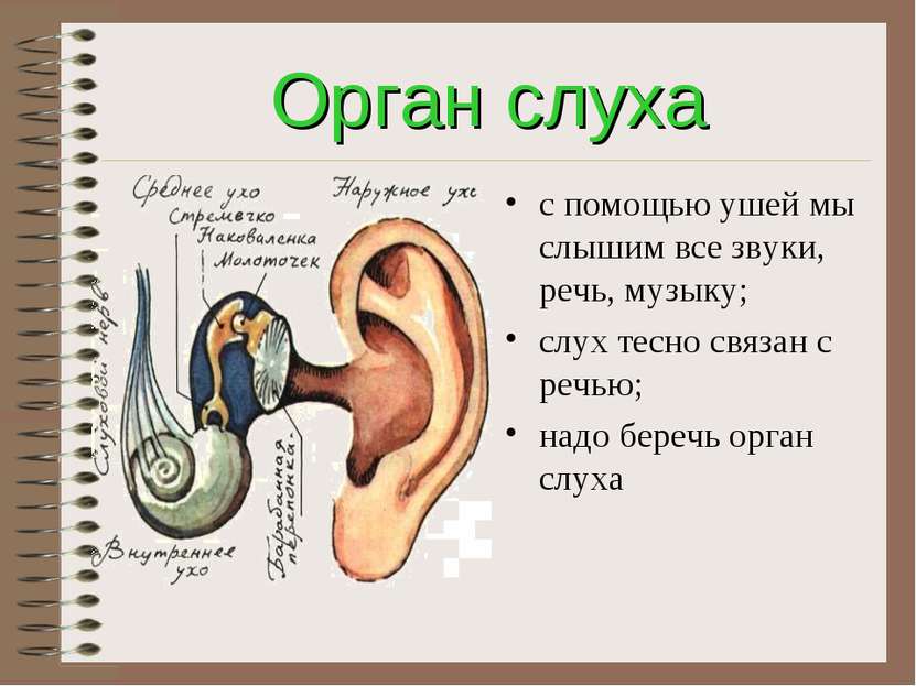 Орган слуха с помощью ушей мы слышим все звуки, речь, музыку; слух тесно связ...