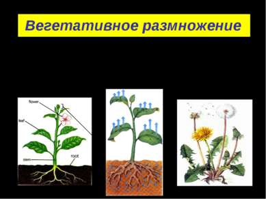 Вегетативное размножение - размножение вегетативными органами растений: корня...