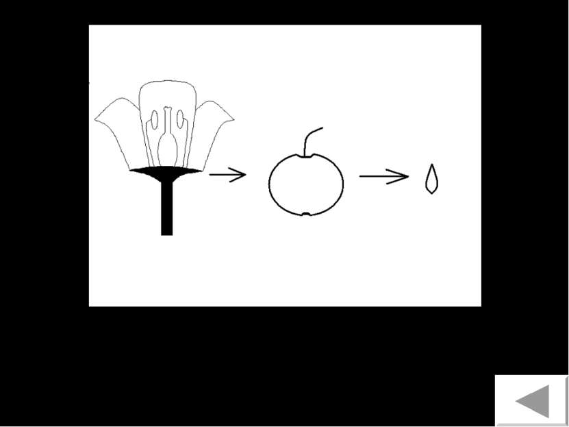 Схема развития органов размножения растений 14