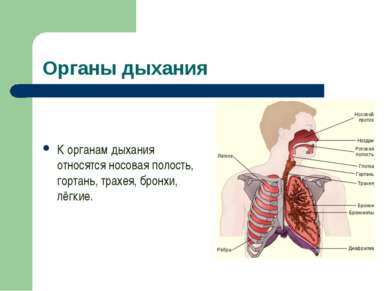 Органы дыхания К органам дыхания относятся носовая полость, гортань, трахея, ...