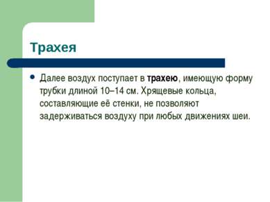 Трахея Далее воздух поступает в трахею, имеющую форму трубки длиной 10–14 см....